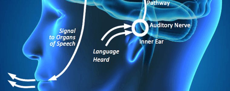 Diagram of the language processing pathway, from hearing a word to understanding it